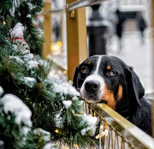 Close-up of dog