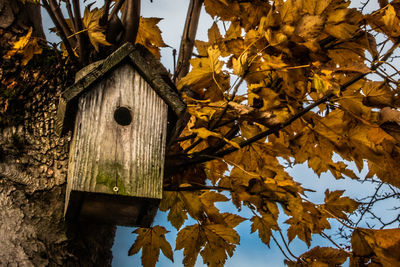 Low angle view of a bird box in a sycamore tree against sky