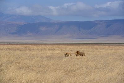 Lions on mating season