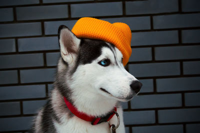 Close-up of dog looking away against wall