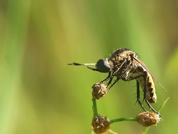 Close-up of bee pollinating flower