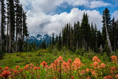 Scenic view of flowering trees and plants against sky