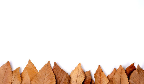 Close-up of plants against white background