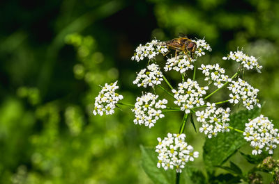 Close-up of white flowering plant