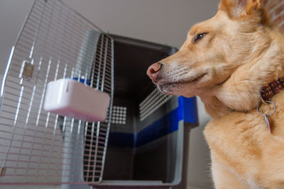 Close-up of dog by pet carrier at home