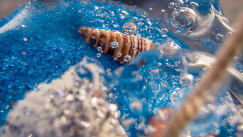 Close-up of jellyfish in water