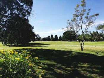 Trees in park against sky