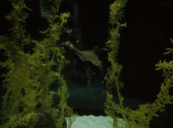 Trees and plants growing in water