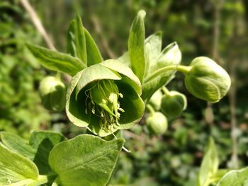 Close-up of fresh green plant