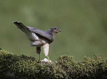 Close-up of bird perching outdoors