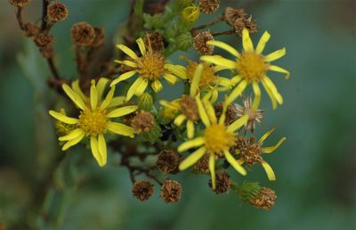 Close-up of yellow flowering plant