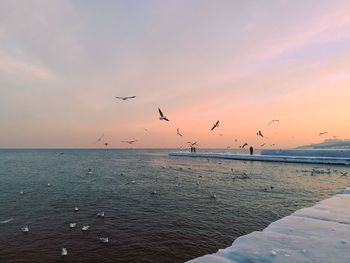 Birds flying over sea against dramatic sky