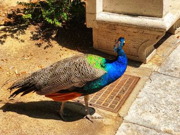 High angle view of peacock perching