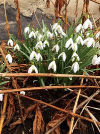 Close-up of white flowers