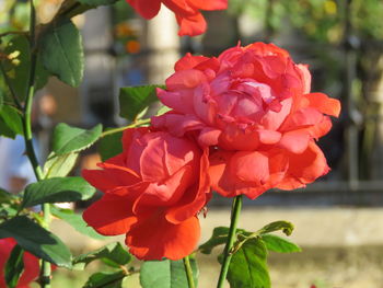 Close-up of red flowering plant