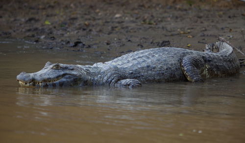 Closeup portrait of black caiman melanosuchus niger entering water from riverbank, bolivia.