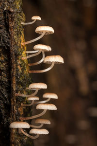 Close-up of metallic structure on tree trunk in forest