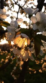 Close-up of fruit growing on tree against sky