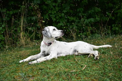 White dog relaxing on field