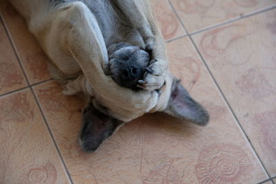 High angle view of a dog resting on floor