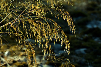 Close-up of plants against blurred background