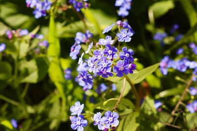 Close-up of purple flowering plant