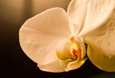 Close-up of orchid