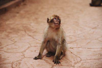 Lion sitting on tiled floor