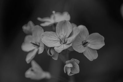 Close-up of flowers blooming outdoors