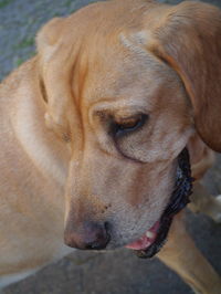 Close-up of dog looking away