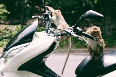 Two monkeys on a white motorcycle