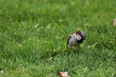 Bird on grass