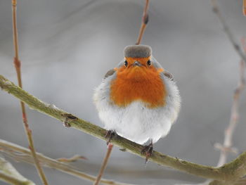 Close-up of bird perching on twig