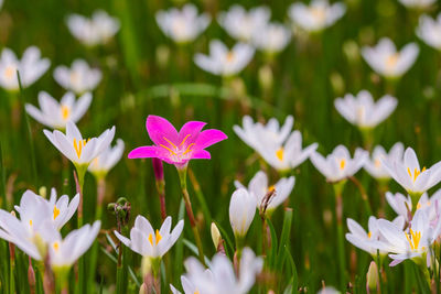 Close-up of purple flowering plant