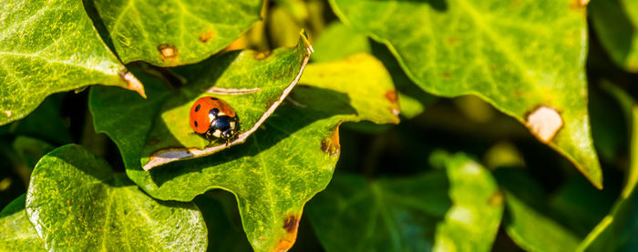 Close-up of ladybug on leaf