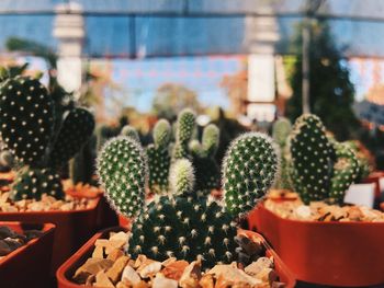 Close-up of cactus in potted plant