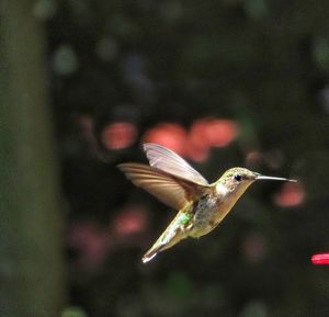 Close-up of bird flying over water