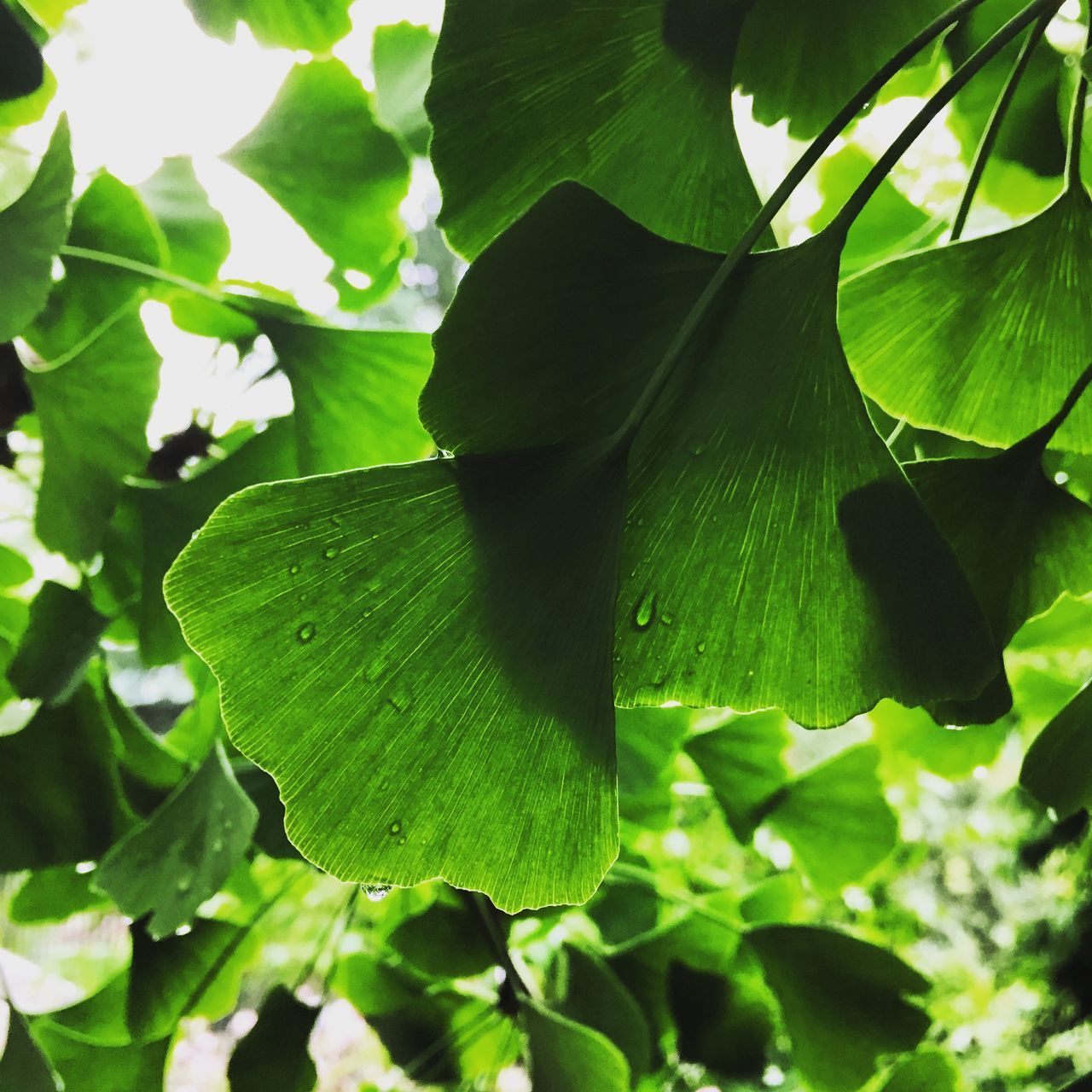 leaf, green color, growth, leaf vein, plant, close-up, nature, freshness, leaves, beauty in nature, natural pattern, green, full frame, day, sunlight, tree, no people, focus on foreground, outdoors, backgrounds