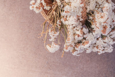 Close-up of wilted flower against wall