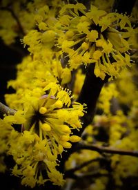 Close-up of yellow flowers