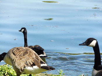 Bird swimming in lake