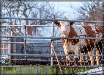 View of a horse on fence