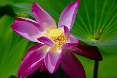 Close-up of flower blooming outdoors