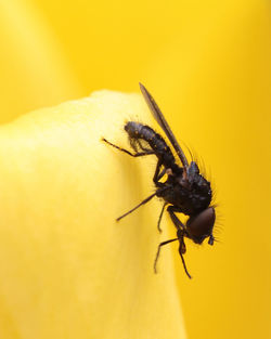Close-up of insect