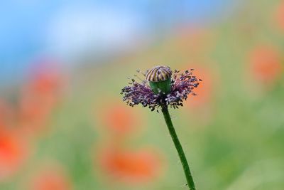 Close-up of flower against blurred background