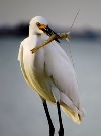 Close-up of bird perching on a lake