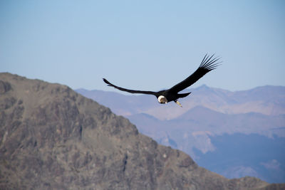 Bird flying over mountain range