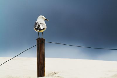 Low angle view of bird perching on wooden post against sky