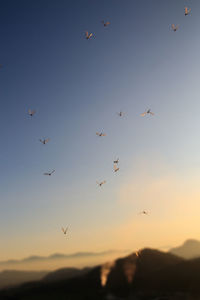 Low angle view of birds flying in sky