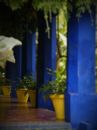 Close-up of blue flower against trees